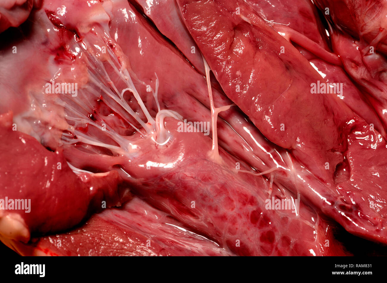 Le coeur d'agneau acheté dans un supermarché. 'Intérieur' heartstrings (tendons) Banque D'Images