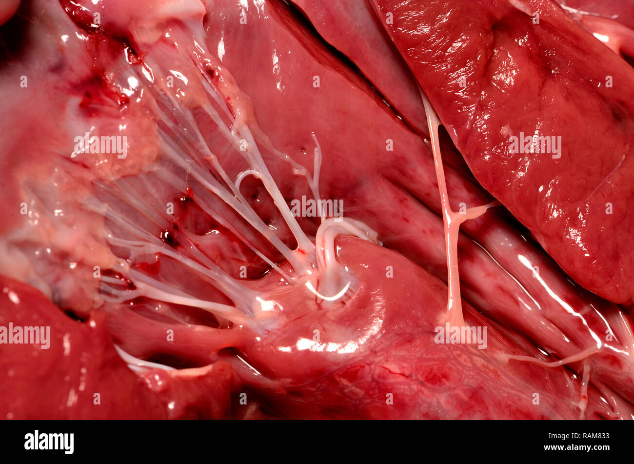 Le coeur d'agneau acheté dans un supermarché. 'Intérieur' heartstrings (tendons) Banque D'Images