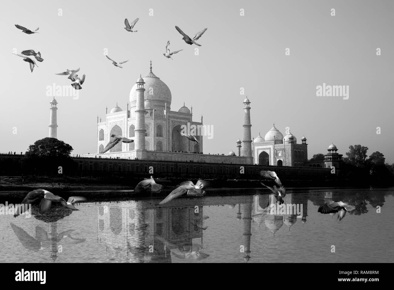 Taj Mahal reflète dans la rivière Yamuna View avec oiseau y volant. Banque D'Images