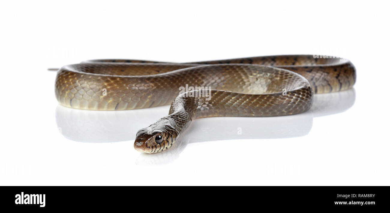 Snake isolated on white Banque D'Images
