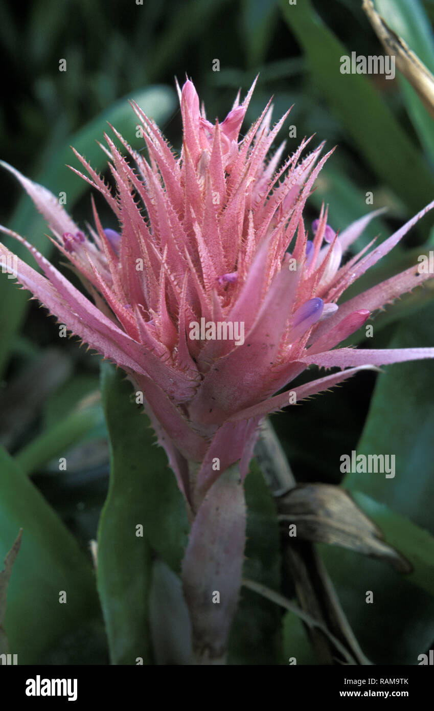 GROS PLAN DE LA BRACTÉE ÉPI ROSE D'AECHMEA FASCIATA ÉGALEMENT CONNU SOUS LE NOM DE VASE ARGENTÉ OU PLANTE D'URNE ARGENTÉE) UNE PLANTE BROMÉLIADE ÉPIPHYTE. BROMELIACEAE. Banque D'Images