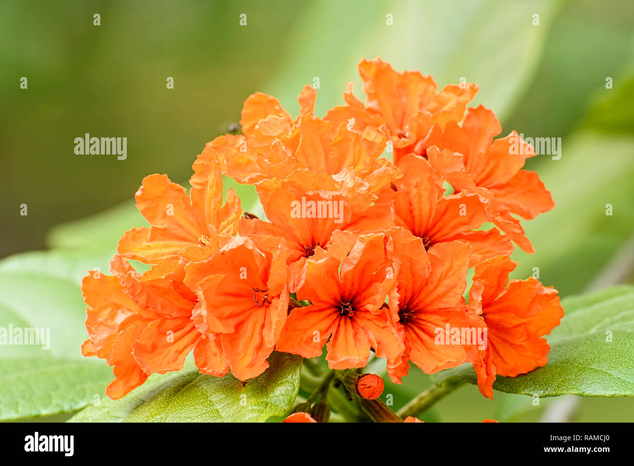 Cordia sebestena est une espèce de plantes de la famille des Boraginacées. Banque D'Images