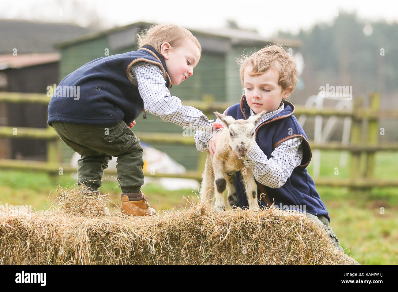 Arley, Worcestershire, Royaume-Uni. 4 janvier, 2019. Cinq ans Henley et deux ans Reggie, sur leur ferme familiale près de Arley, north Worcestershire, avec un agneau d'un jour. Même si c'est encore l'hiver et la saison d'agnelage traditionnelle commence en avril au Royaume-Uni, ces premiers agneaux sont le résultat de quitter volontairement le tup ou ram, dans avec ses brebis, la production d'agneaux de l'année nouvelle. Crédit : Peter Lopeman/Alamy Live News Banque D'Images