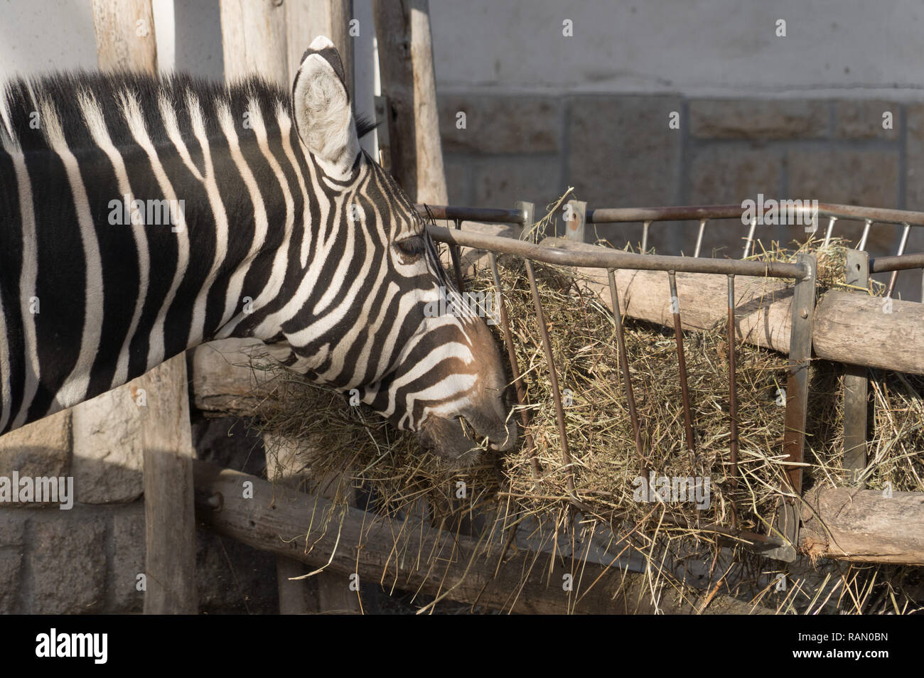 Budapest. 4 janvier, 2019. Un zèbre est vu à la Metropolitan zoo et jardin botanique de Budapest, Hongrie le 4 janvier 2019. Selon le recensement de '' qui s'est tenue au début de la nouvelle année, la Metropolitan zoo et jardin botanique de Budapest est le foyer de 8 807 animaux de 856 espèces différentes, selon une déclaration publiée ici vendredi par le zoo. Credit : Attila Volgyi/Xinhua/Alamy Live News Banque D'Images