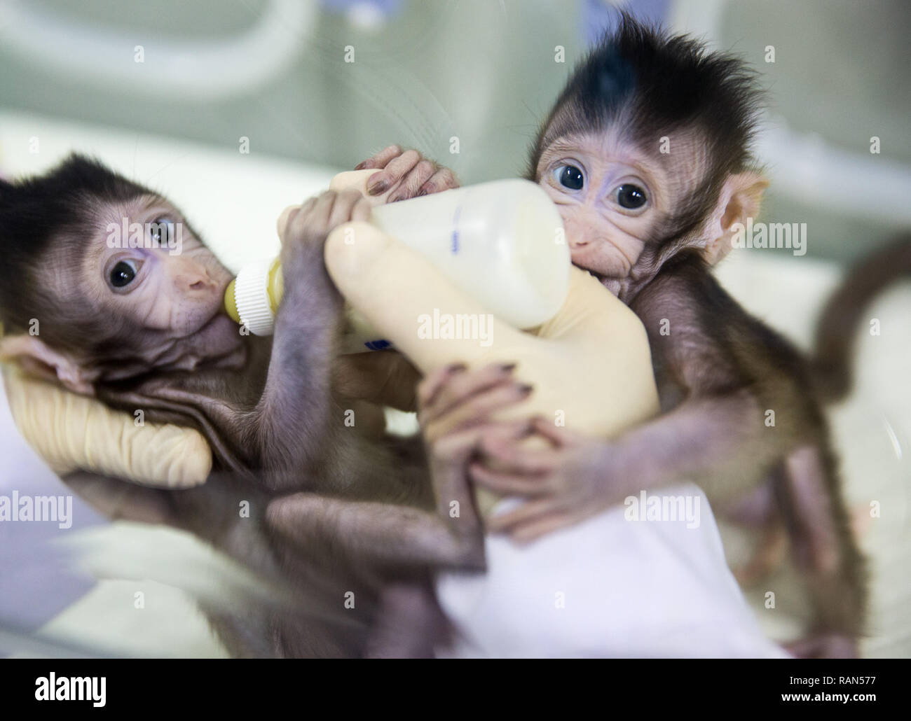 Beijing, Chine. 22 janvier, 2018. Deux macaques cloné nommé Zhong Hua Zhong Hua et sont nourris à la non-human-primate research facility en vertu de l'Académie Chinoise des Sciences, le 22 janvier 2018. Credit : Jin Liwang/Xinhua/Alamy Live News Banque D'Images