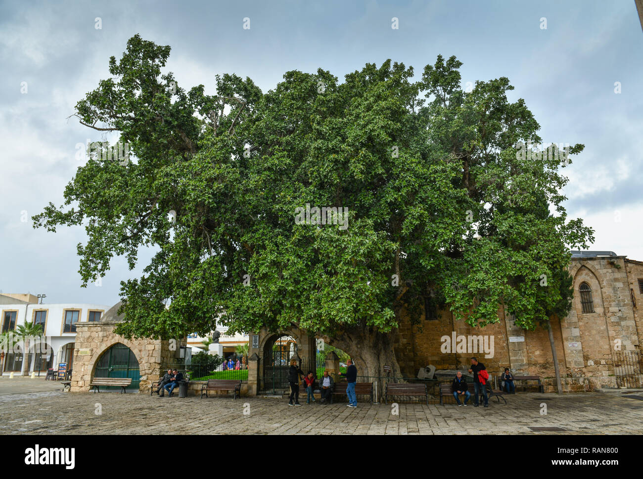 Maulbeer fig ficus sycomorus,, Vieille Ville, Famagusta, république turque de Chypre du nord, Maulbeer-Feige (Ficus sycomorus), Altstadt, Famagusta, Tuerkische Banque D'Images