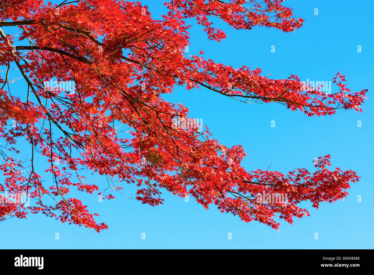 Les feuilles d'automne, avec du soleil.L'automne est une des saisons les plus célèbres de voyager au Japon. Banque D'Images