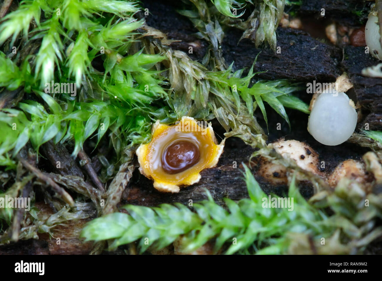 Sphaerobolus stellatus, communément appelé le fusil d'un champignon champignon boulet Banque D'Images