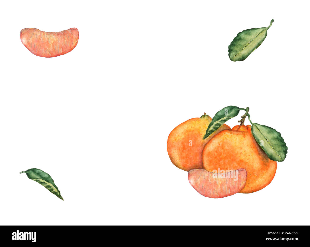 L'aquarelle à la main les mandarines, les découpes et les feuilles. Savoureux frais colorés pour mandarin invitation, cartes de vœux, de conception. Illustration botanique Banque D'Images