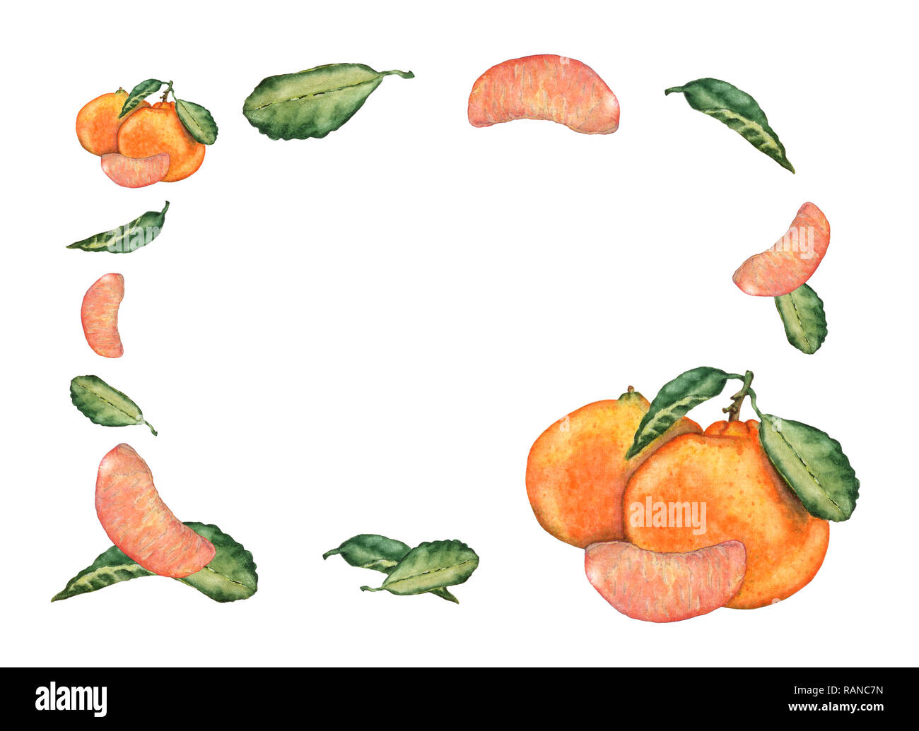 Aquarelle hand drawn mandarin fruits, coupes et feuilles. La mandarine frais sucré coloré pour invitation, cartes de vœux, de conception. Botanical illustr Banque D'Images