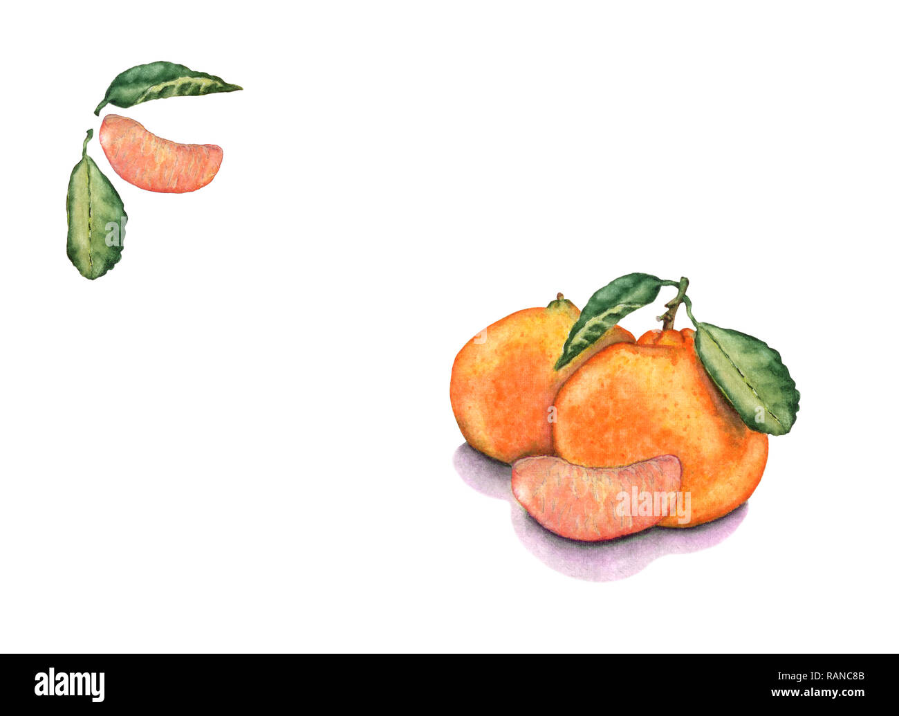 Aquarelle hand drawn mandarin fruits, coupes et feuilles. Belle série mandarine pour invitation, cartes de vœux, de conception. Illustration botanique des ex Banque D'Images