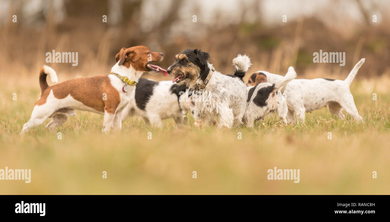 Beaucoup de Jack Russell Terriers - une meute de chiens est dans l'herbe au début du printemps Banque D'Images