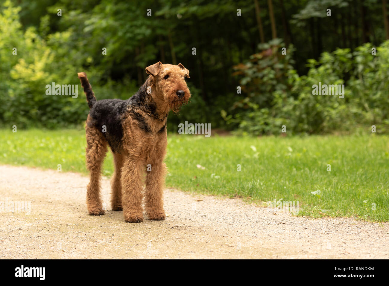 Airedale Terrier. Le chien est en station debout sur un chemin en forêt et est en attente d'obéissance. Banque D'Images