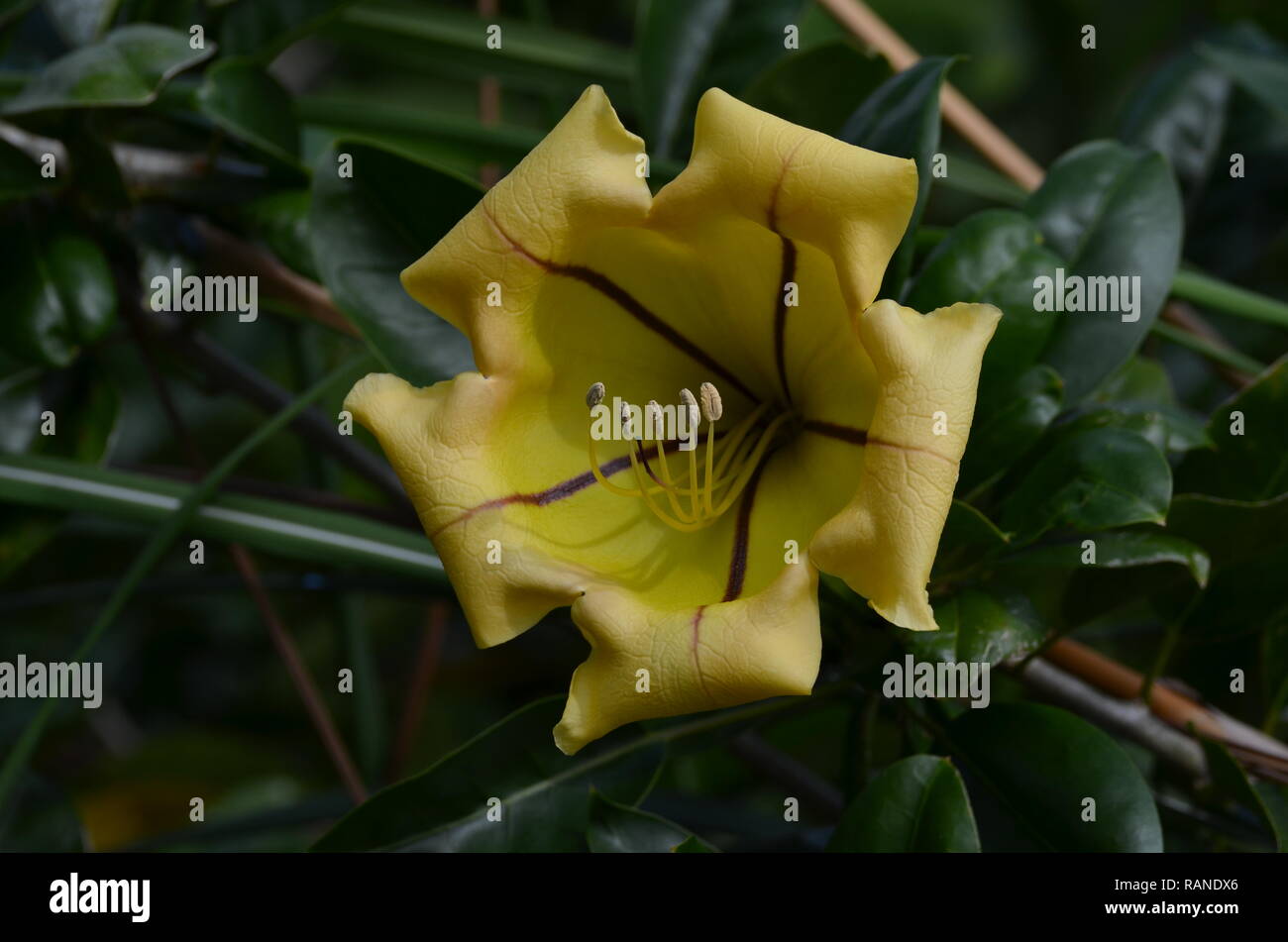 Tasse d'Or (Porteas plante) Banque D'Images