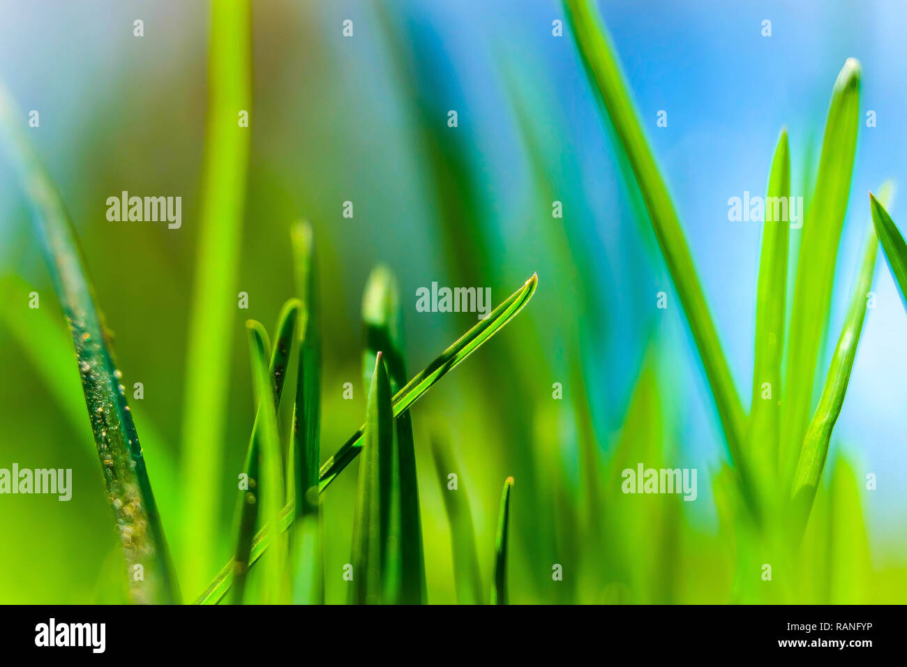 L'herbe pousse colorée vert frais dans le ciel flou bleu Banque D'Images