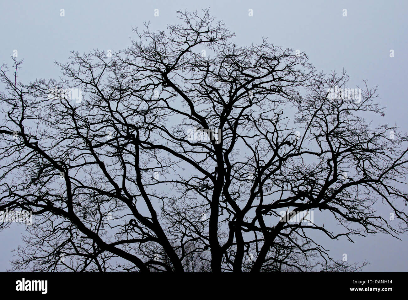 Branches irrégulières d'hiver arbre nu crest en silhouette contre un ciel couvert Banque D'Images