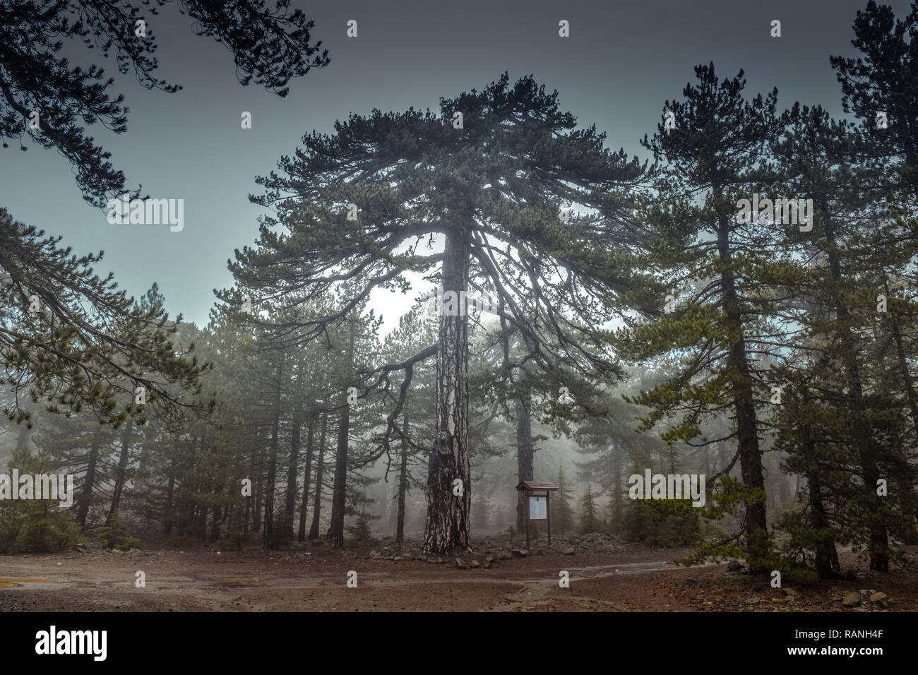 Pins noirs, Pinus nigra ssp. pallasiana, Troodos, Chypre, Schwarzkiefern (Pinus nigra subsp. pallasiana), Troodos-Gebirge, Zypern Banque D'Images