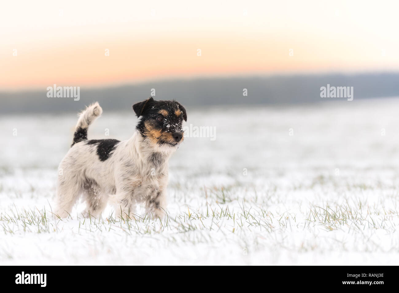 Petit chien en hiver dans une prairie blanc - Jack Russell Terrier doggy Banque D'Images