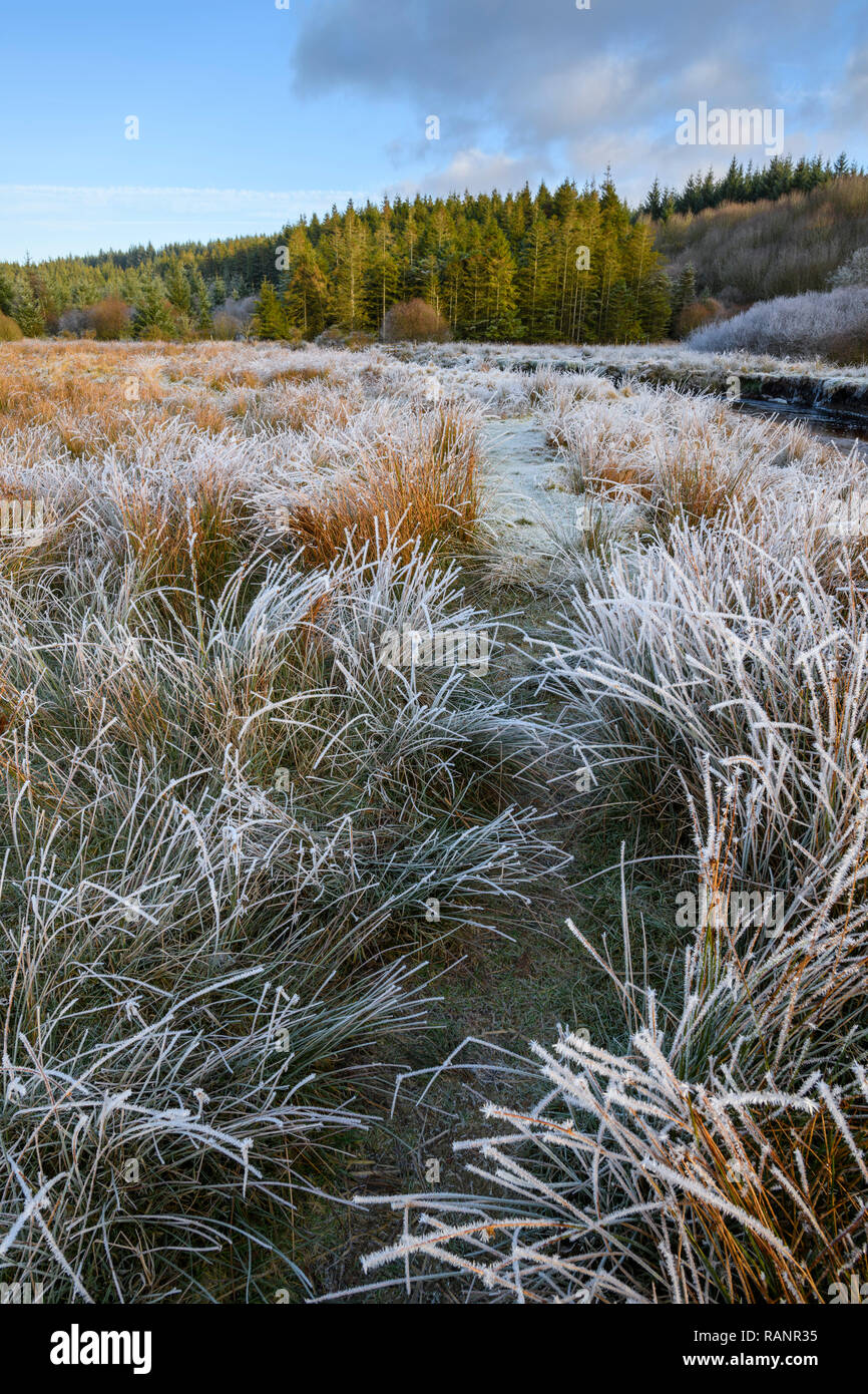 Frosty matin, la flotte de Cairnsmore National Nature Reserve, Galloway Forest, Dumfries et Galloway, Écosse Banque D'Images