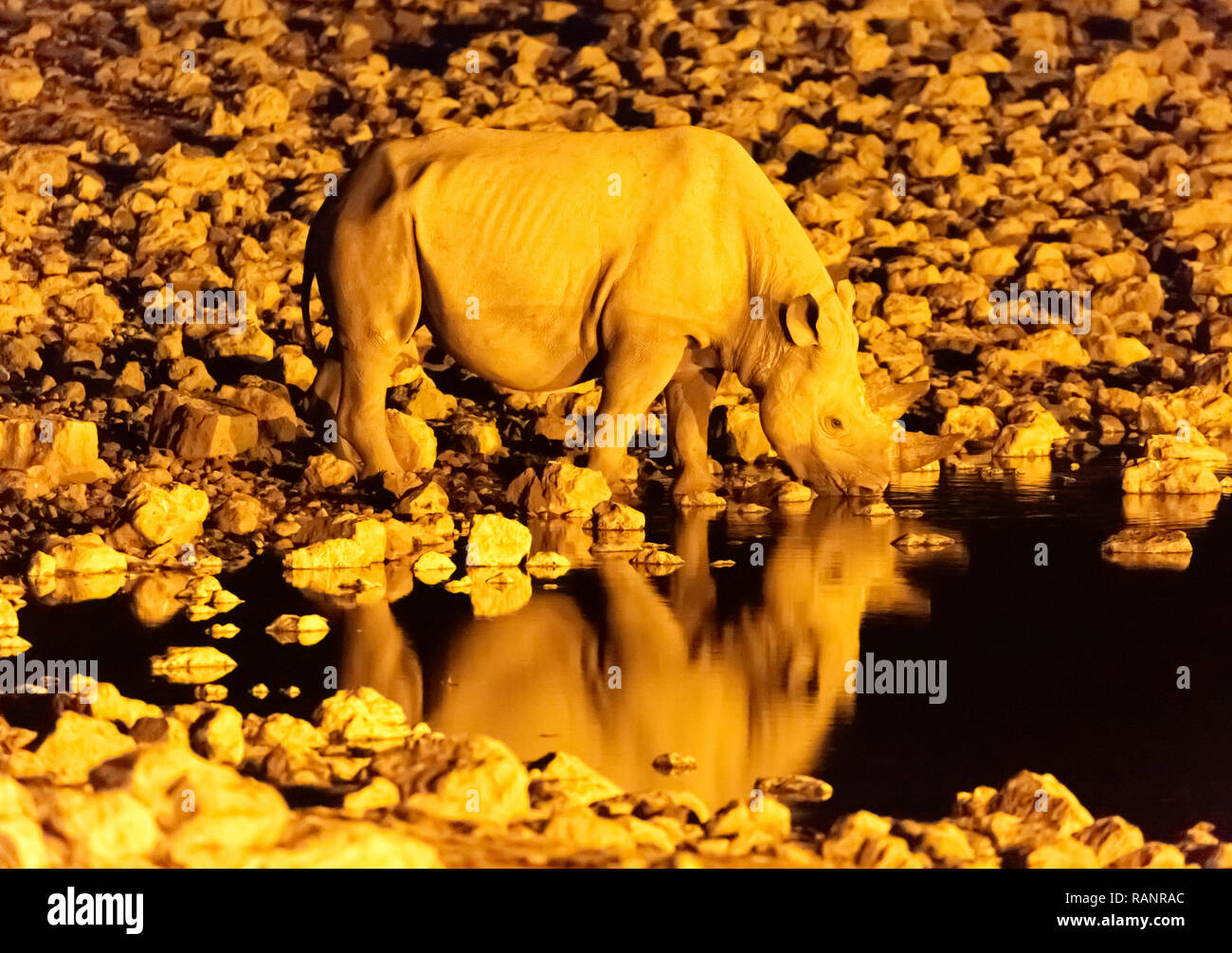 Le Rhinocéros noir (Diceros bicornis) - faune africaine de boire à un point d'eau la nuit - Okaukuego camp, Etosha National Park, Namibie, Afrique du Sud Banque D'Images