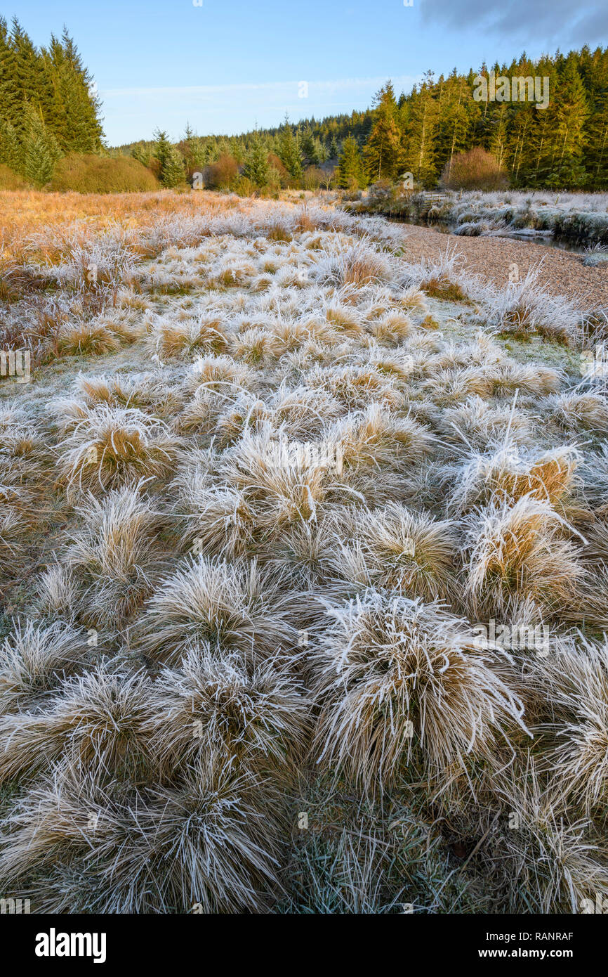Frosty matin, la flotte de Cairnsmore National Nature Reserve, Galloway Forest, Dumfries et Galloway, Écosse Banque D'Images