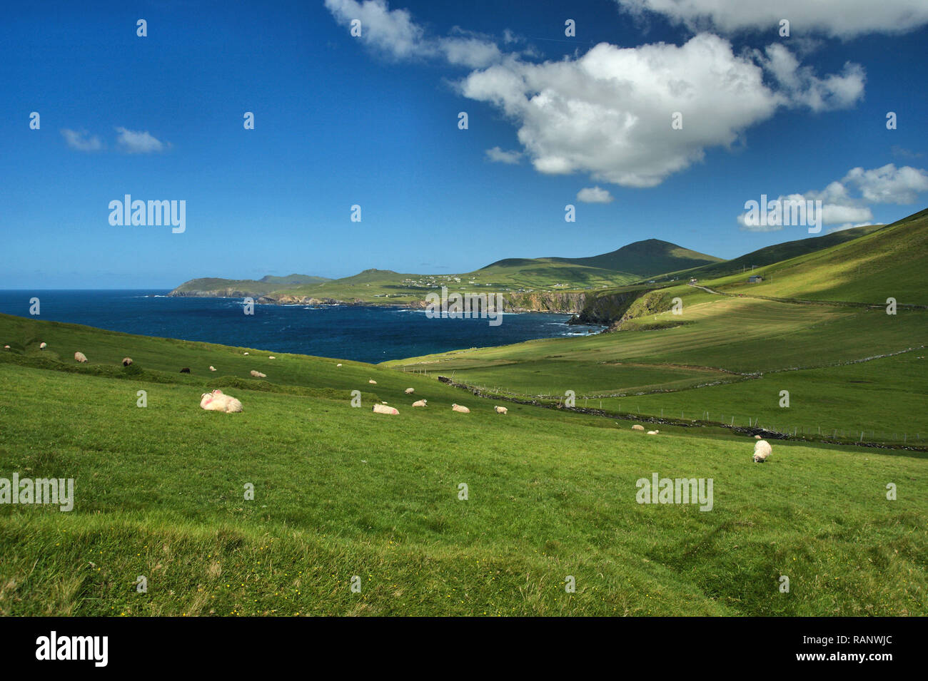 Vue panoramique sur la côte ouest de l'Irlande. Au premier plan vous pouvez quelques moutons, Green grass, rochers, fleurs, dans l'arrière-plan il y a la mer ist Banque D'Images