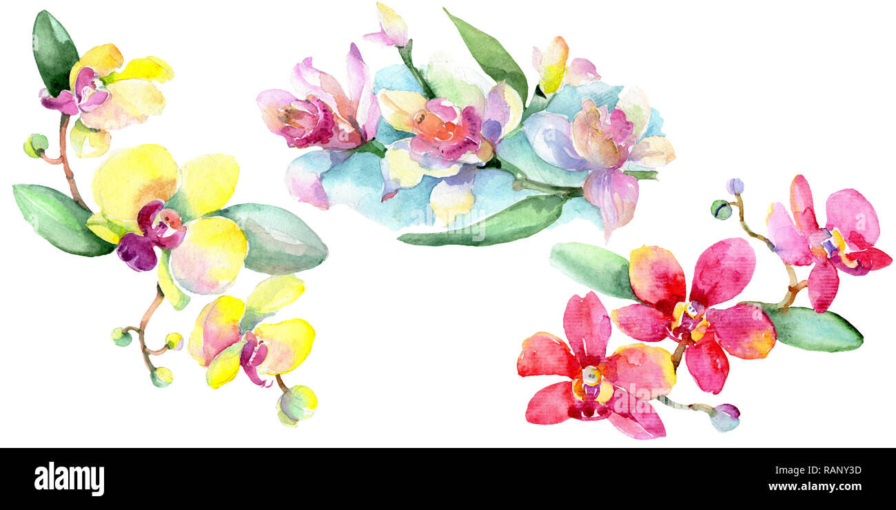 Floral fleur orchidée botanique. Lame de ressort sauvages isolés de fleurs sauvages. Contexte aquarelle illustration set. Dessin aquarelle aquarelle est la mode Banque D'Images