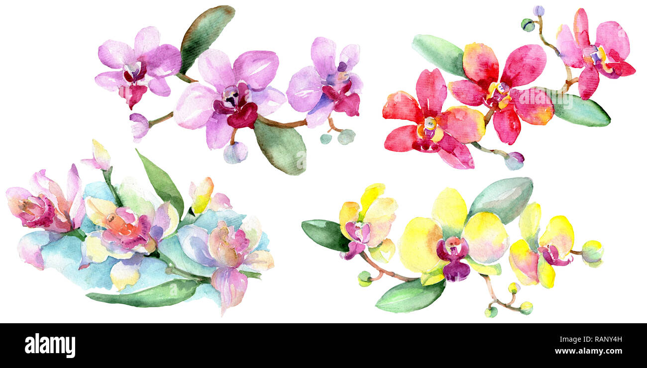 Floral fleur orchidée botanique. Lame de ressort sauvages isolés de fleurs sauvages. Contexte aquarelle illustration set. Dessin aquarelle aquarelle est la mode Banque D'Images