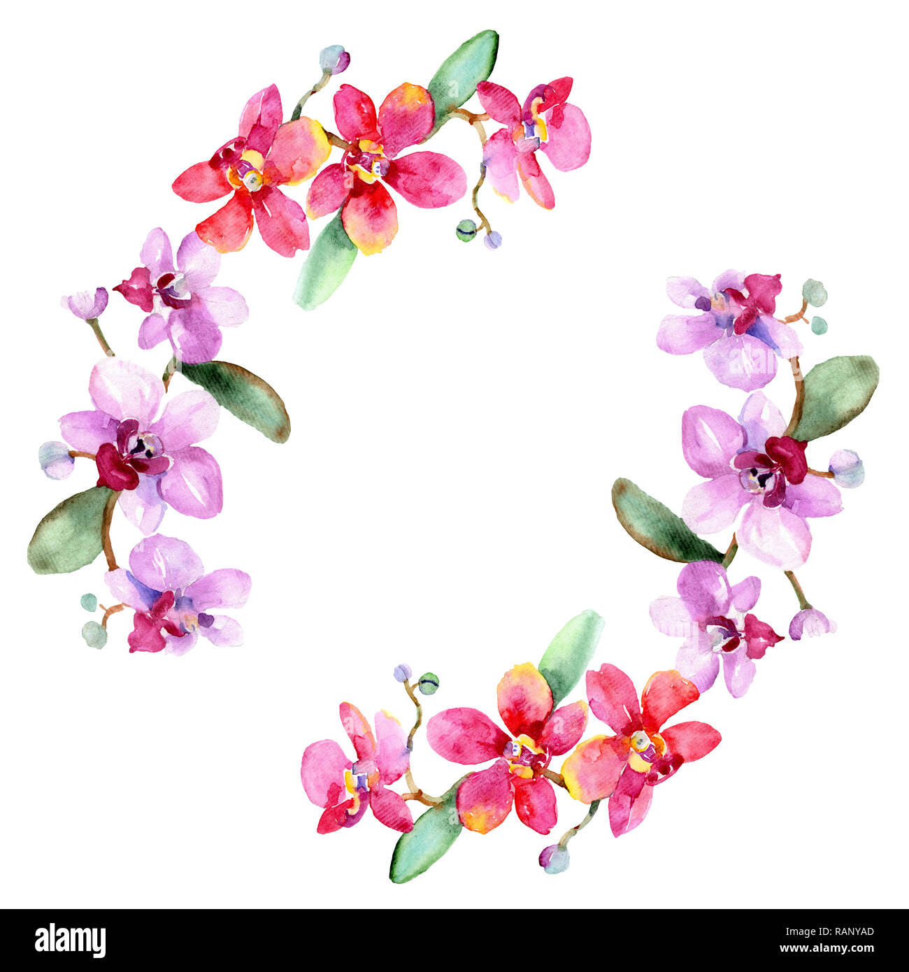 Floral fleur orchidée botanique. Lame de ressort sauvages isolés de fleurs sauvages. Contexte aquarelle illustration set. Dessin aquarelle aquarelle est la mode Banque D'Images