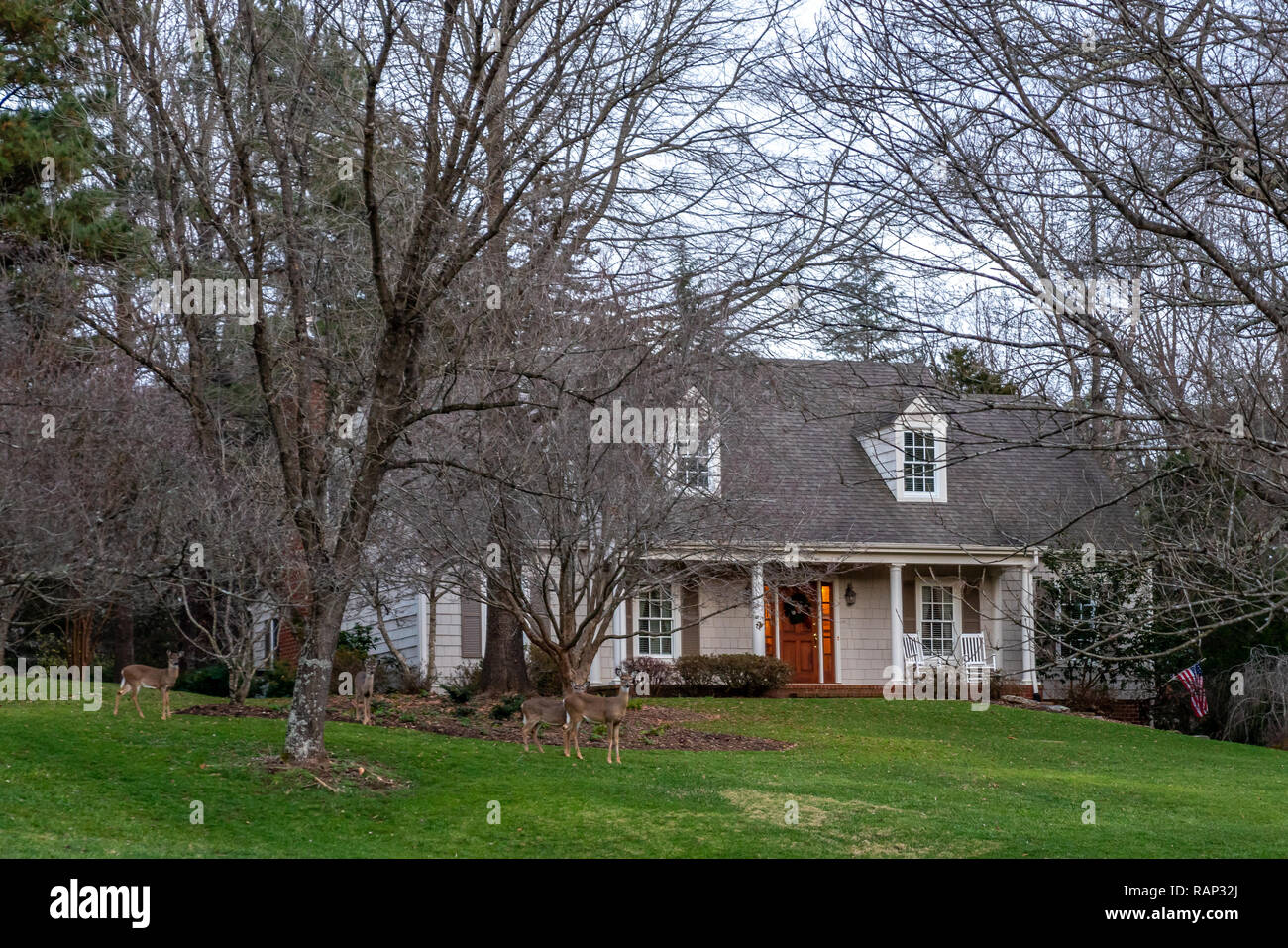 Charlottesville, Virginia, USA, 30 DEC 2018 - le cerf de Virginie sont vu près d'une maison dans la région de Charlottesville. Photo par Enrique Shore Banque D'Images