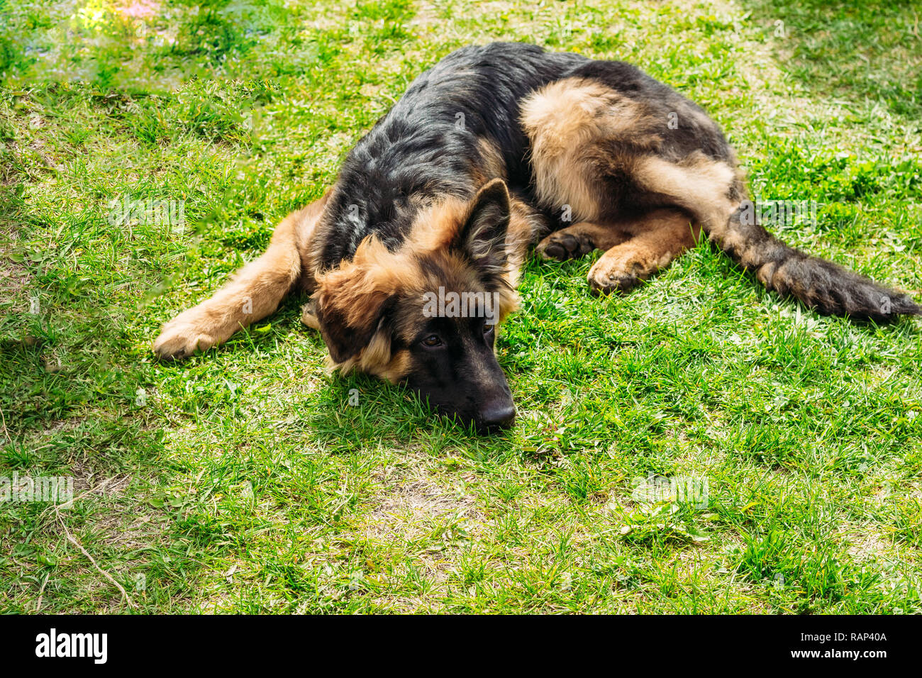Berger Allemand adultes reposant sur l'herbe verte Banque D'Images
