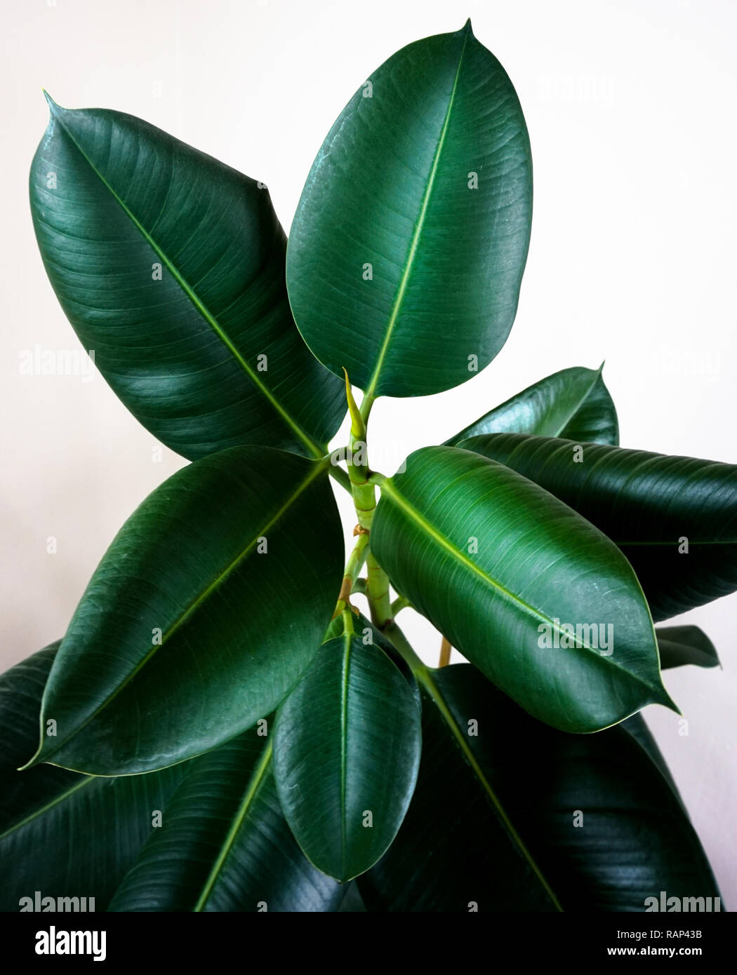 Ficus elastica feuilles des plantes isolées du châssis avec fond blanc Banque D'Images