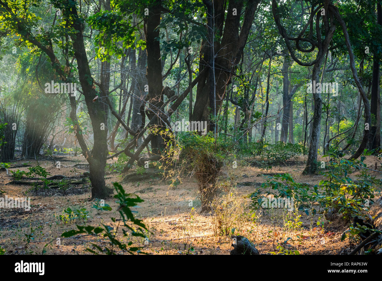 Un safari tôt le matin dans la brume d'hiver avec les rayons du soleil à la réserve de tigres de Bandhavgarh, Inde Banque D'Images