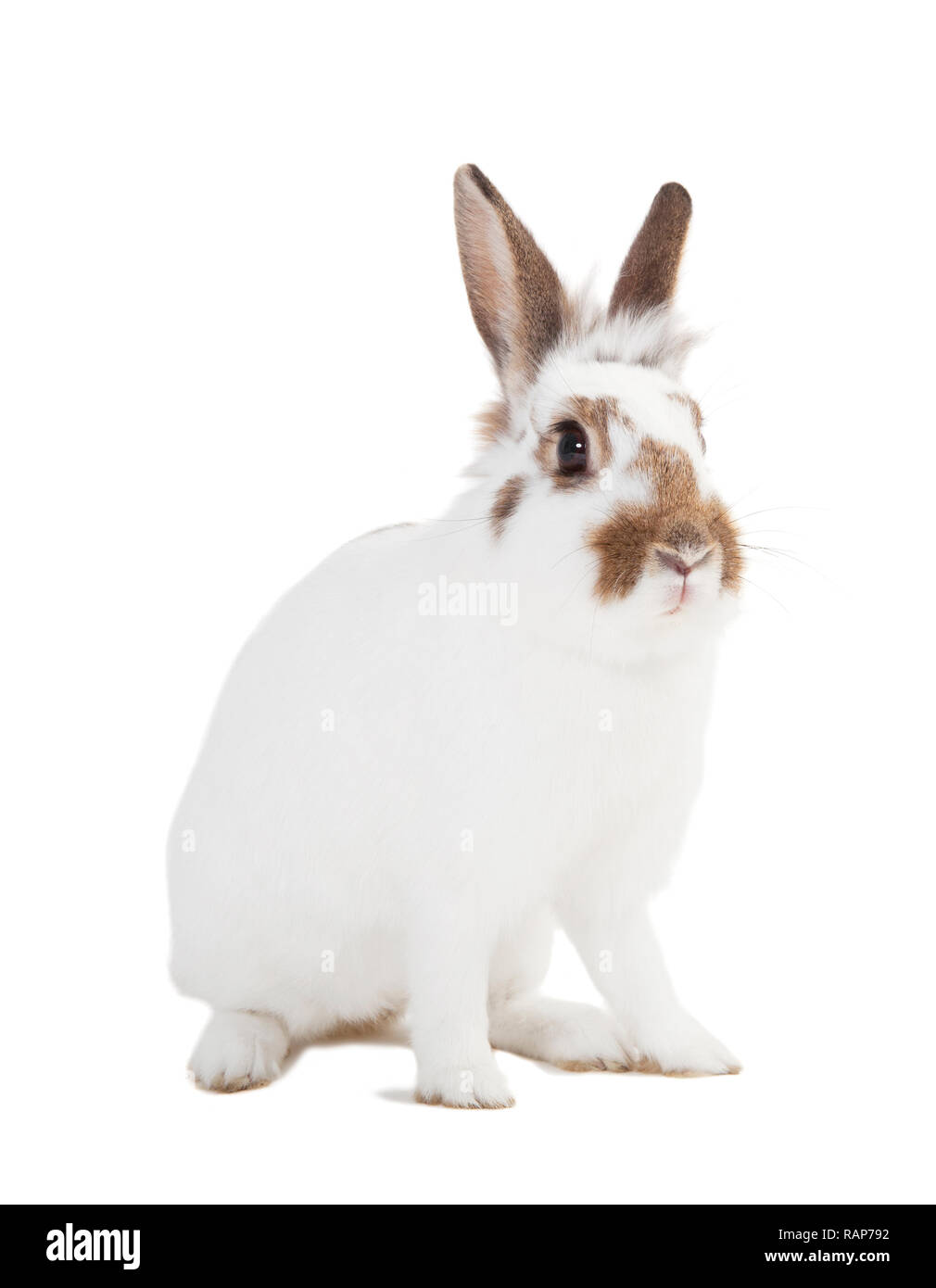 Un mignon petit lapin blanc contre isolé sur fond blanc Banque D'Images