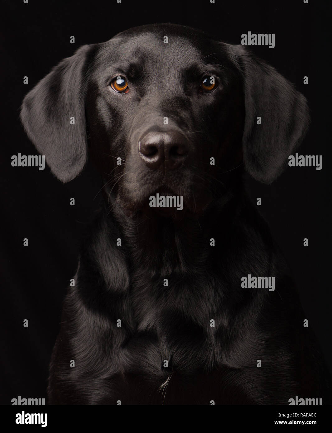 Portrait de chien labrador noir pris dans un studio sur un fond noir Banque D'Images
