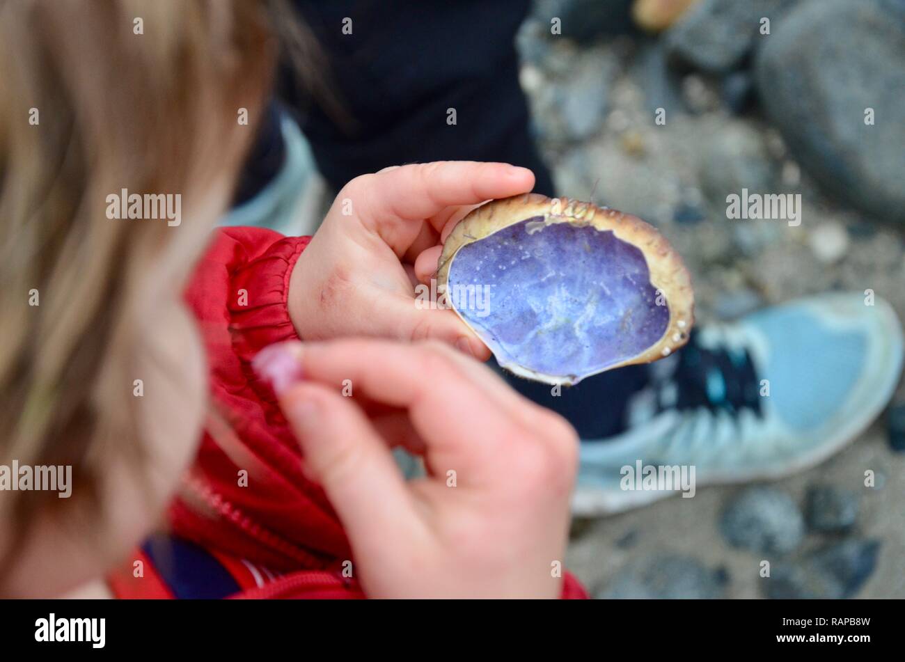 Petit boy holding empty shell crabe, Guernsey, Channel Islands, Royaume-Uni. Banque D'Images