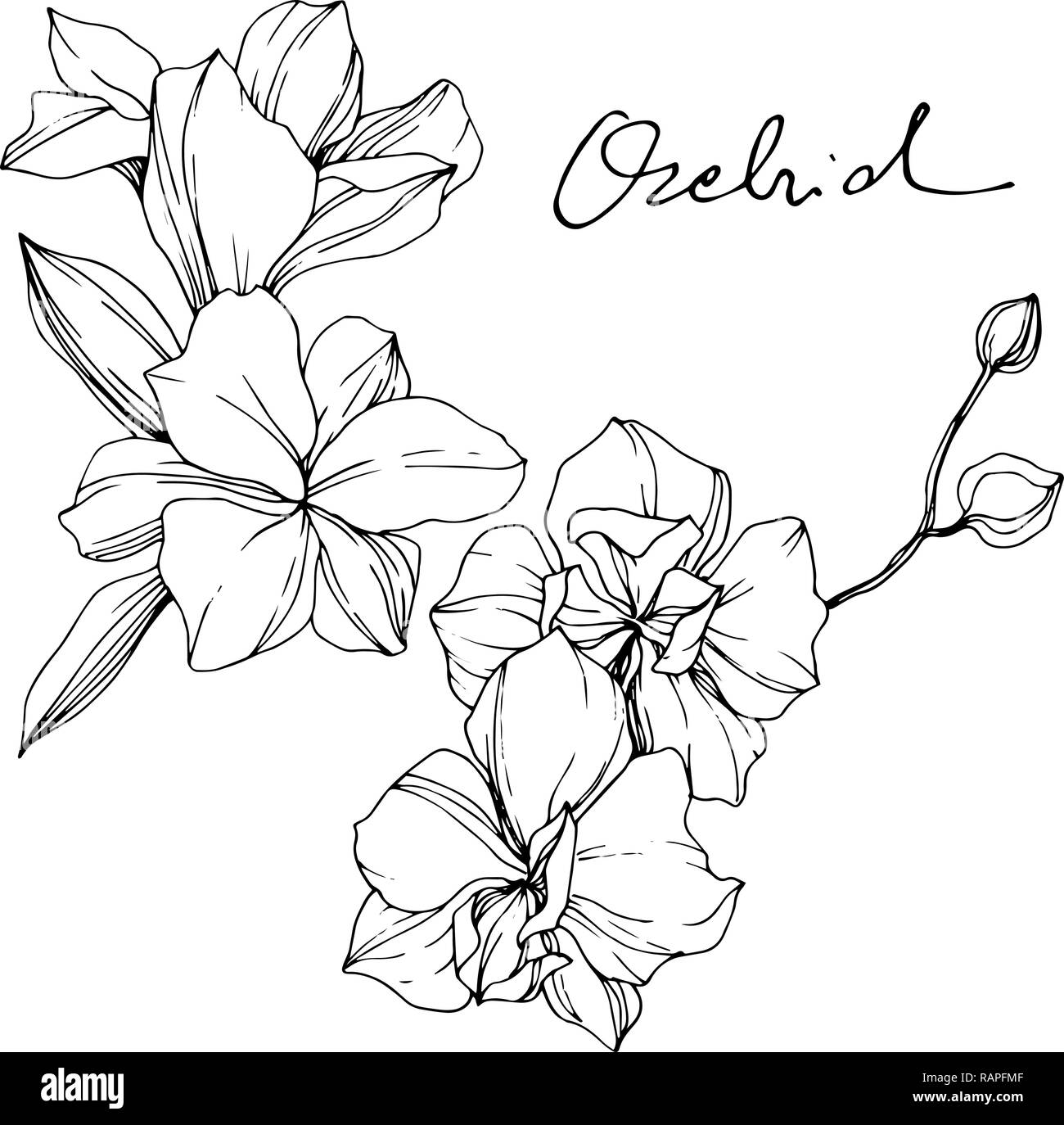 Orchidée vecteur. Botanique Floral fleur. Gravée en noir et blanc art encre illustration orchidée isolé sur fond blanc de l'élément. Illustration de Vecteur