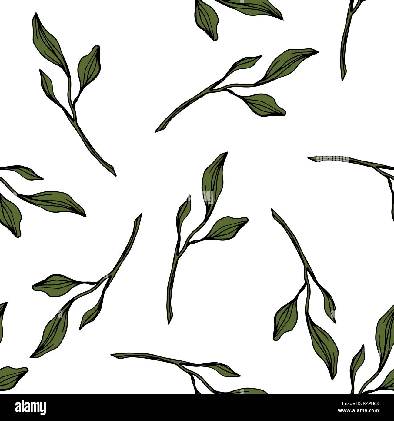 Vecteur. Jardin botanique de plantes à feuilles vert feuillage floral. L'art d'encre gravée motif transparent sur fond blanc. Papier peint texture tissu d'impression. Illustration de Vecteur
