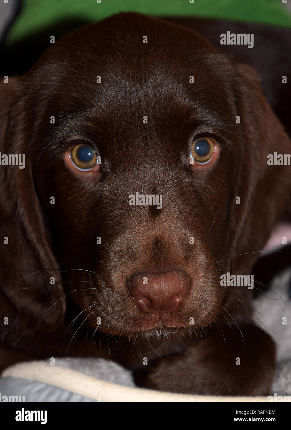 Labroador Macro Shot Mignon Chiot Face A Face Chocolat Labrador Retriever Chiot Male Portrait Studio Shot Photo Stock Alamy