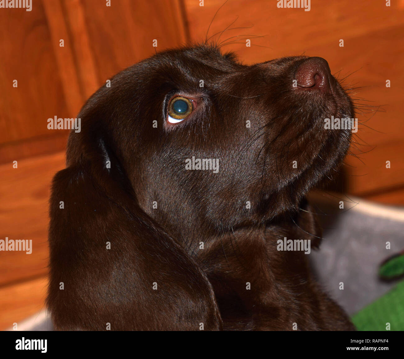 Chiot Mignon D Un Labrador Brun Chocolat Regarde Curieusement Labrador Retriever Chocolat 1 Male Portrait Studio Shot Photo Stock Alamy