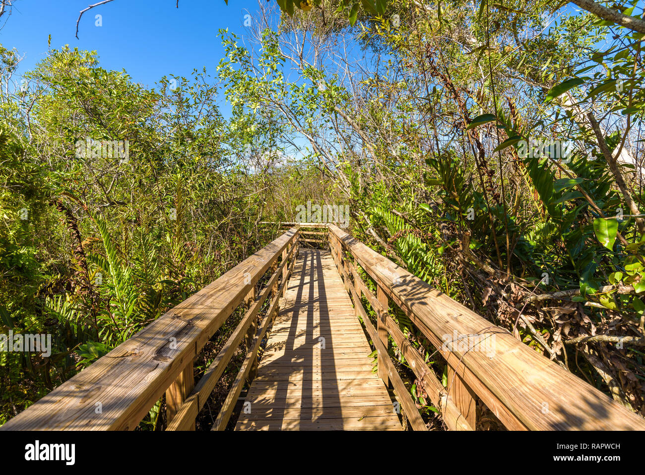 Beau paysage d'un sentier sous les arbres et les mangroves avec une promenade en bois. Le Parc National des Everglades, en Floride. Banque D'Images