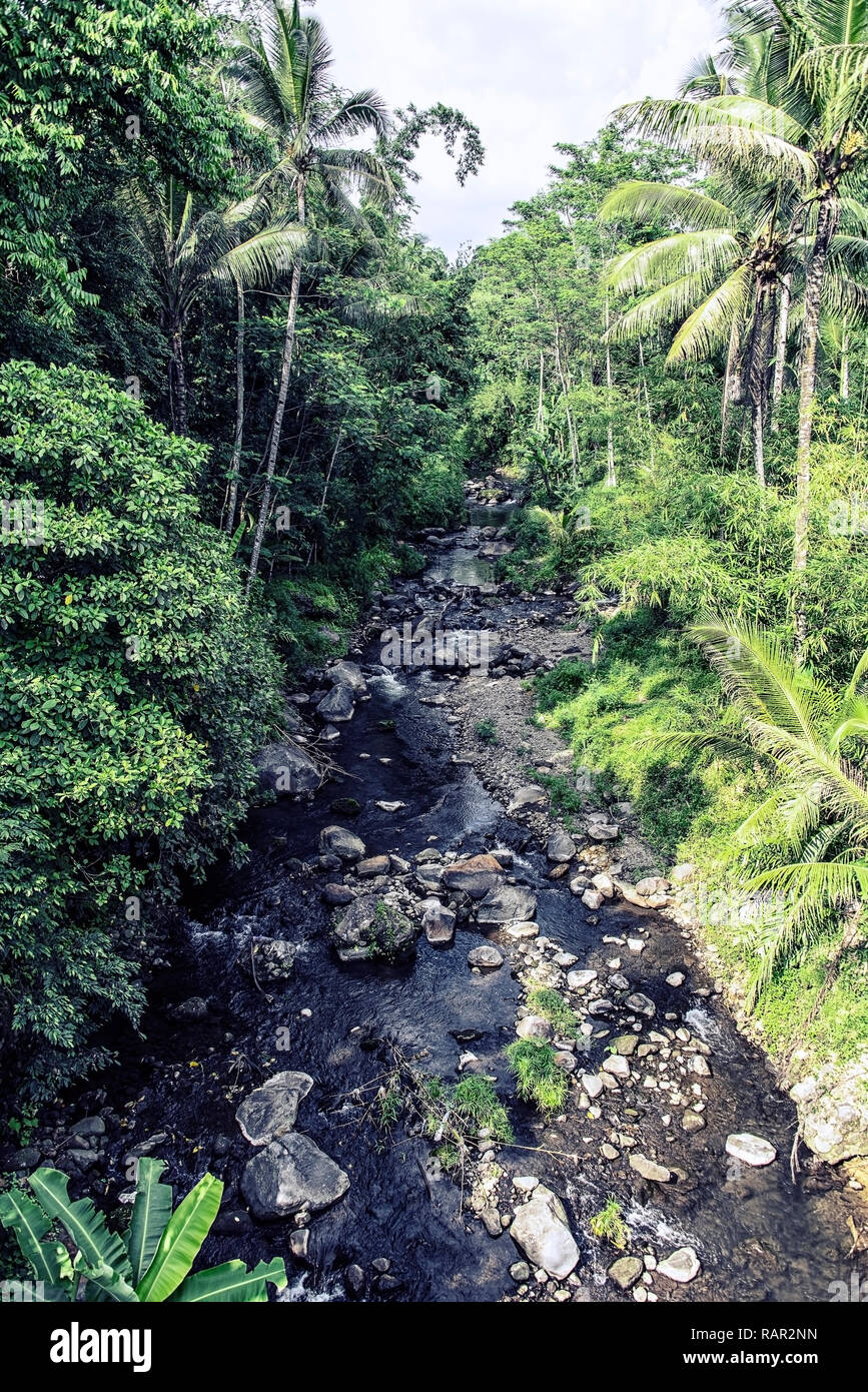 Forêt profonde à Java en Indonésie Banque D'Images