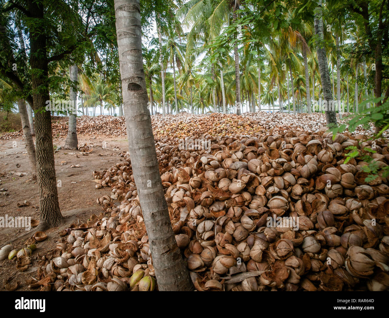 APPAREIL PHOTO NUMÉRIQUE OLYMPUS Banque D'Images