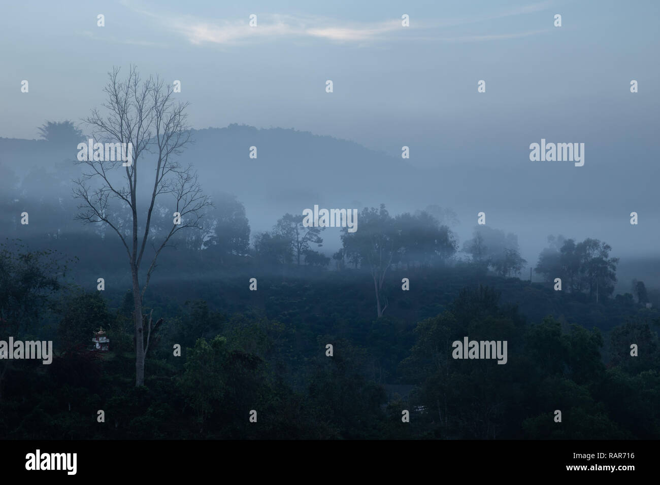 Brume effrayante forêt bois mystérieux brouillard paysage en hiver sombre. Banque D'Images