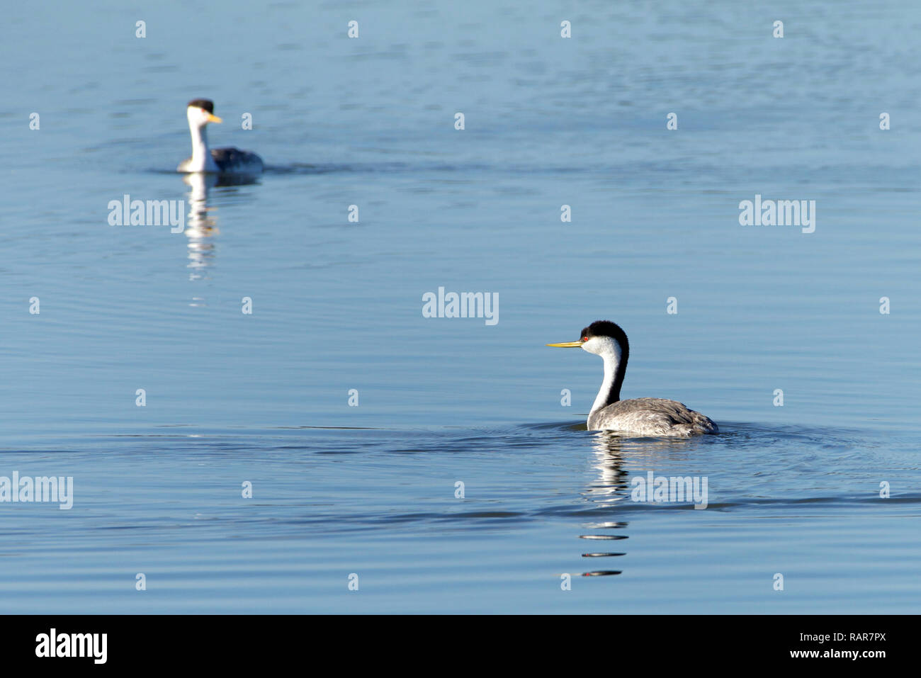 Grèbe élégant piscine sur un lac calme. Le grèbe élégant est la plus grande de l'Amérique du Nord, grebe Banque D'Images