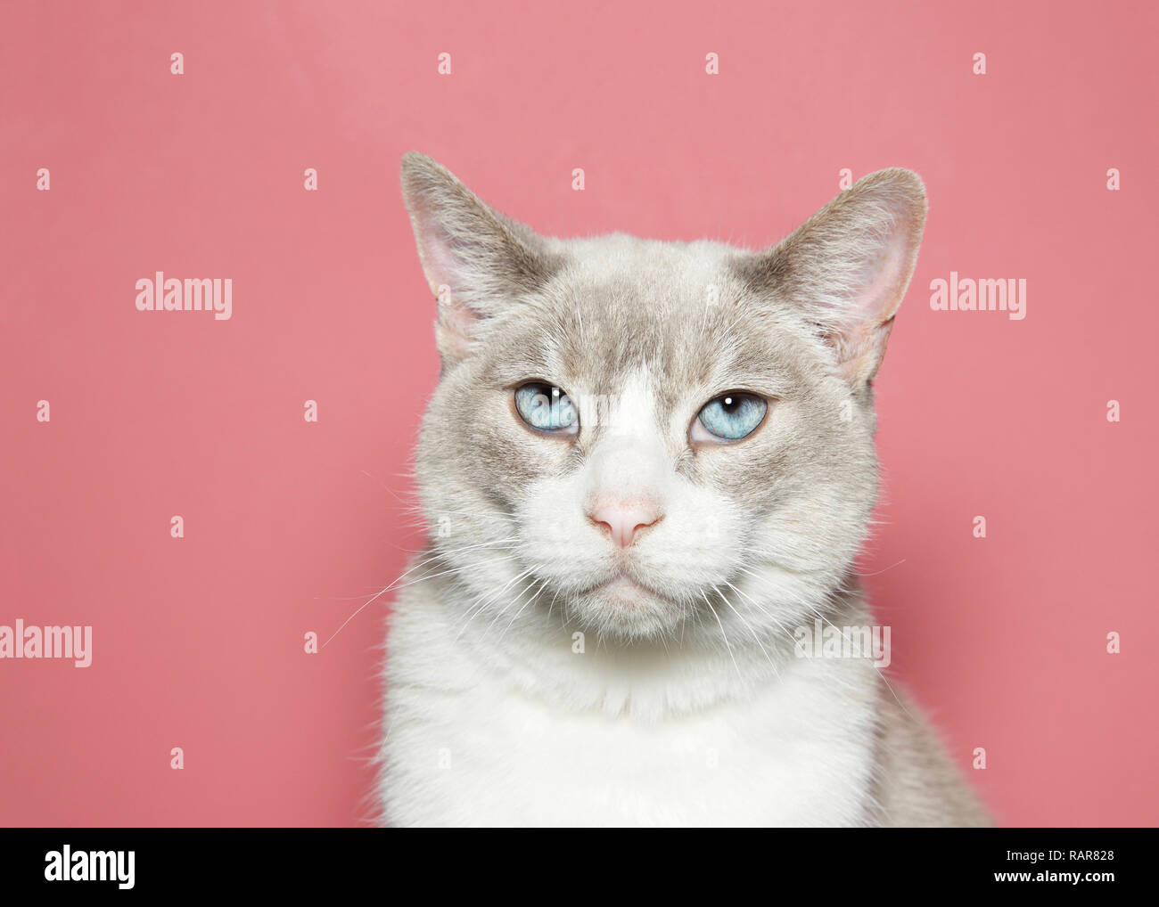 Portrait d'un chat siamois dilué avec de beaux yeux bleus à directement à l'afficheur avec expression sceptique, fond rose corail avec c Banque D'Images