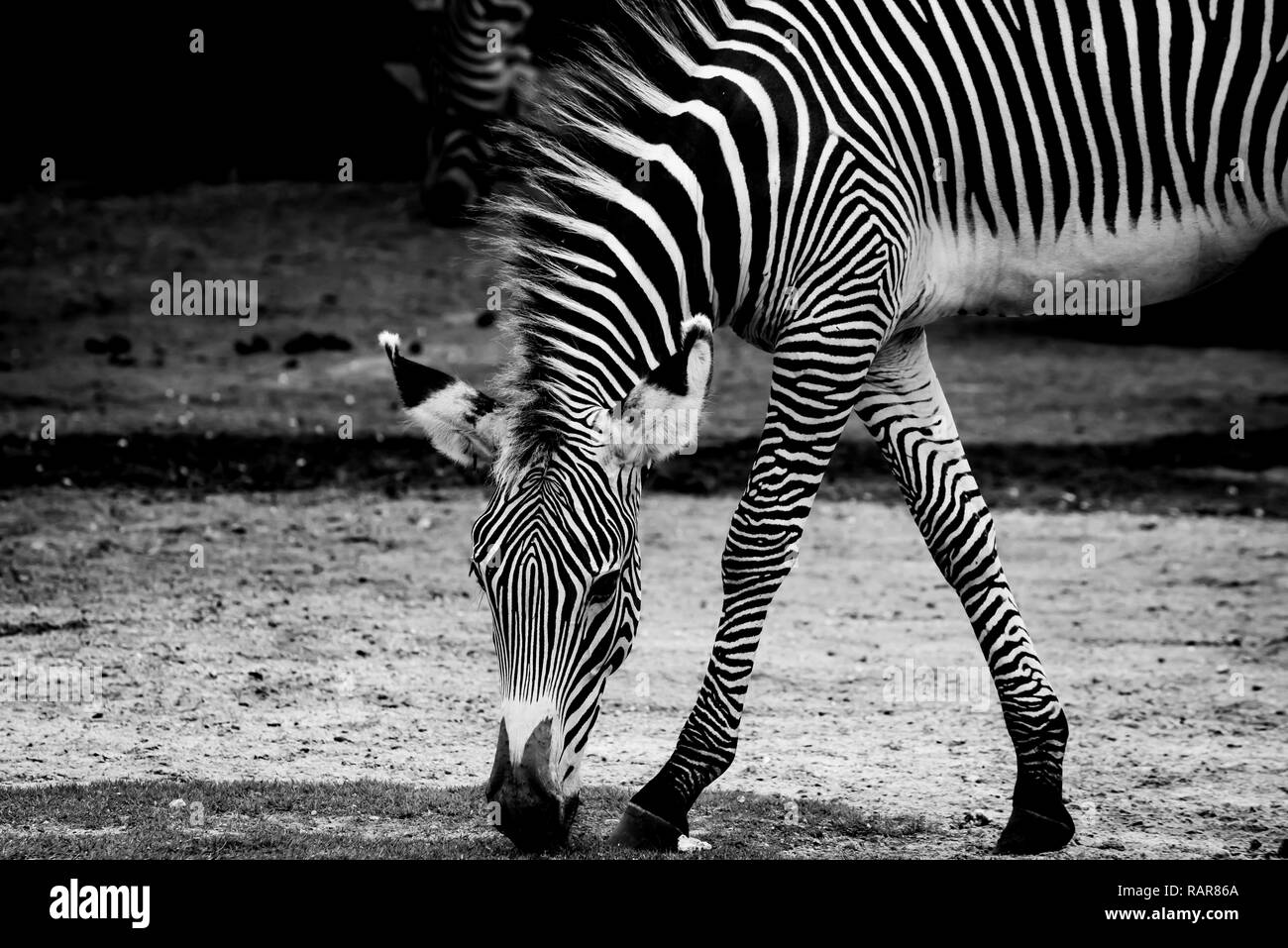 Contraste Zebra Banque D'Images