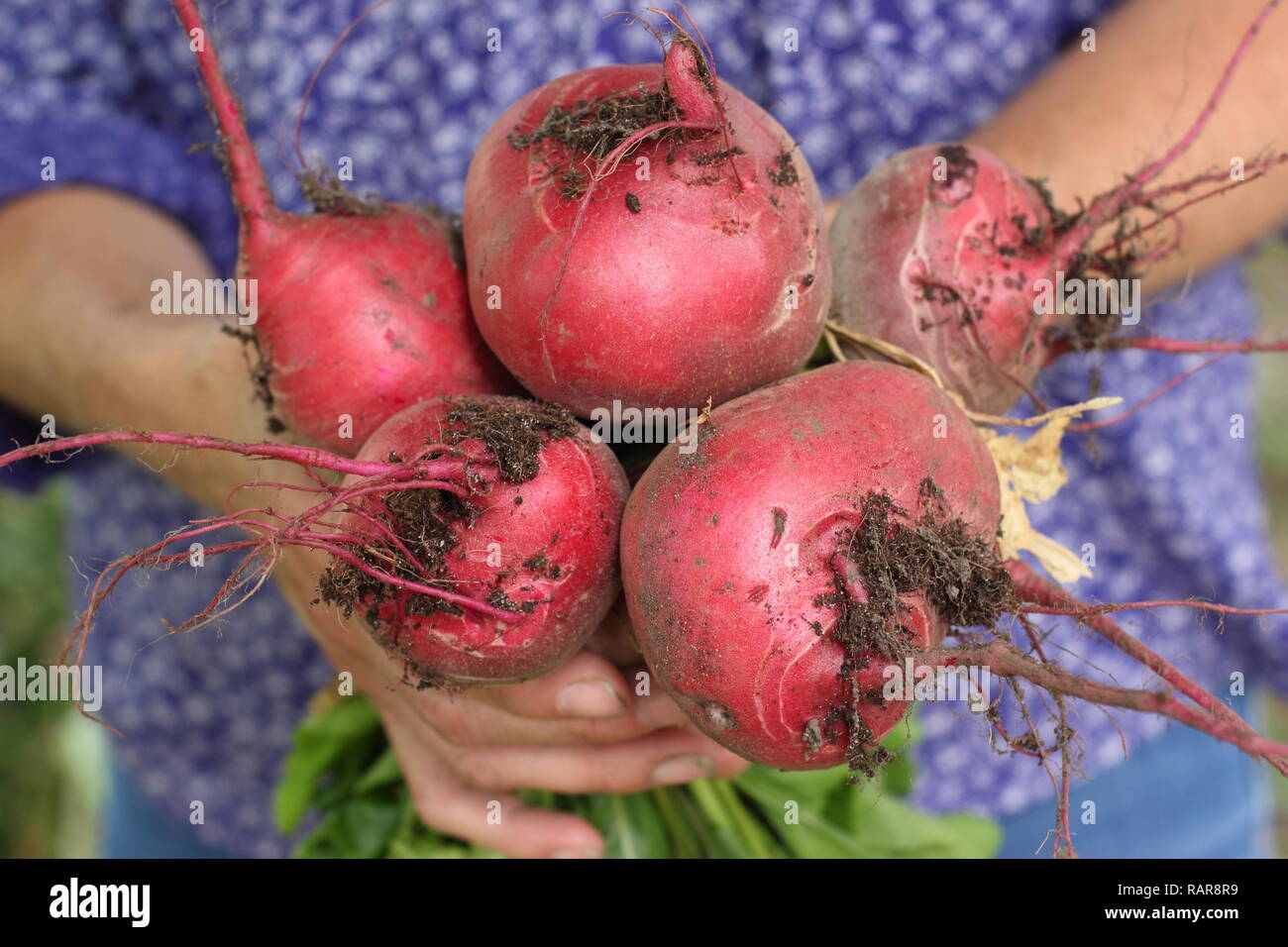 Betterave. Femme récoltant la betterave - Beta vulgaris 'Chioggia' - dans un potager en été. ROYAUME-UNI Banque D'Images