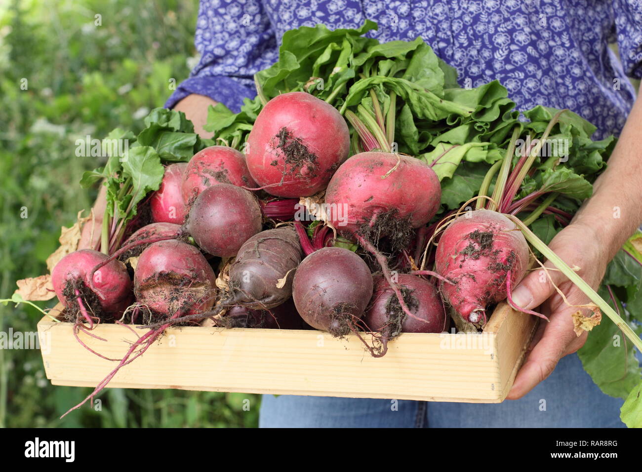 Femme récoltant des betteraves - Beta vulgaris 'Boltardy' et 'Chioggia' - dans un jardin de cuisine en été. ROYAUME-UNI Banque D'Images