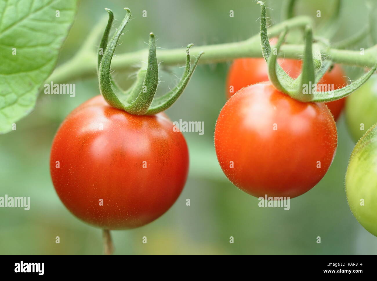 Solanum lycopersicum. Heriloom Tomate 'cerise' Chadwick le mûrissement sur la vigne, l'été, UK Banque D'Images
